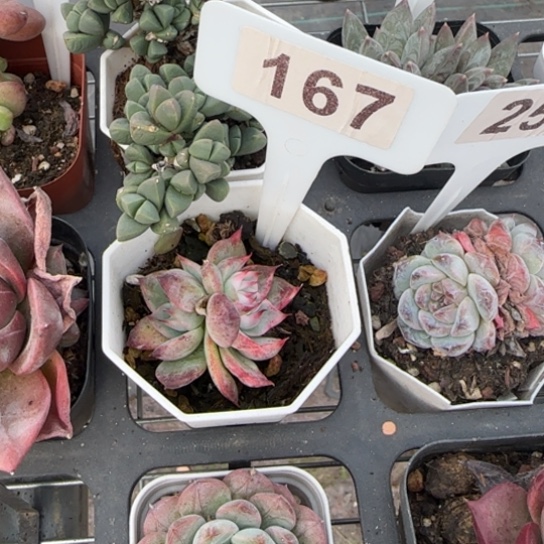 &***&167吉娃娃锦多肉植物多