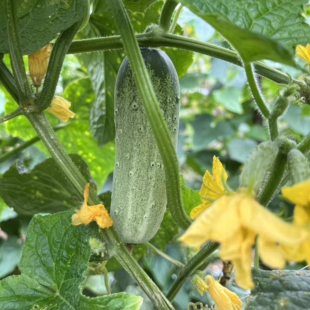 贵州的新鲜水果小黄瓜现摘农家自种当季刺青农产品食用3斤包邮