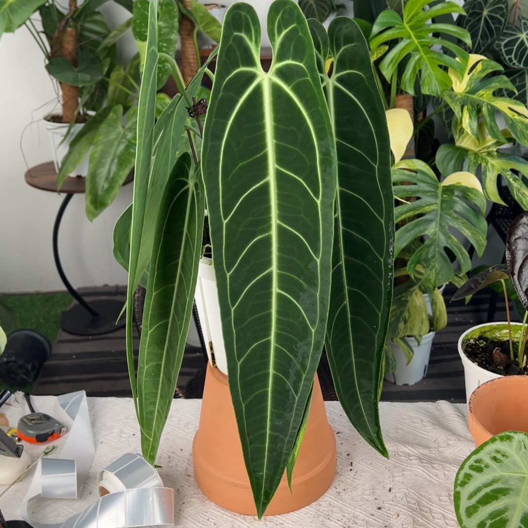 完全开放双头进口老桩黑窄鹤后