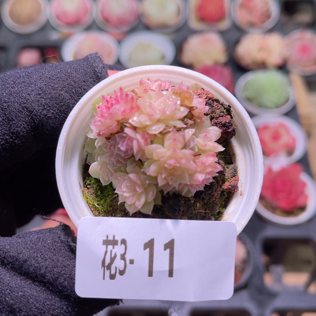 花利美3-11麦秆群