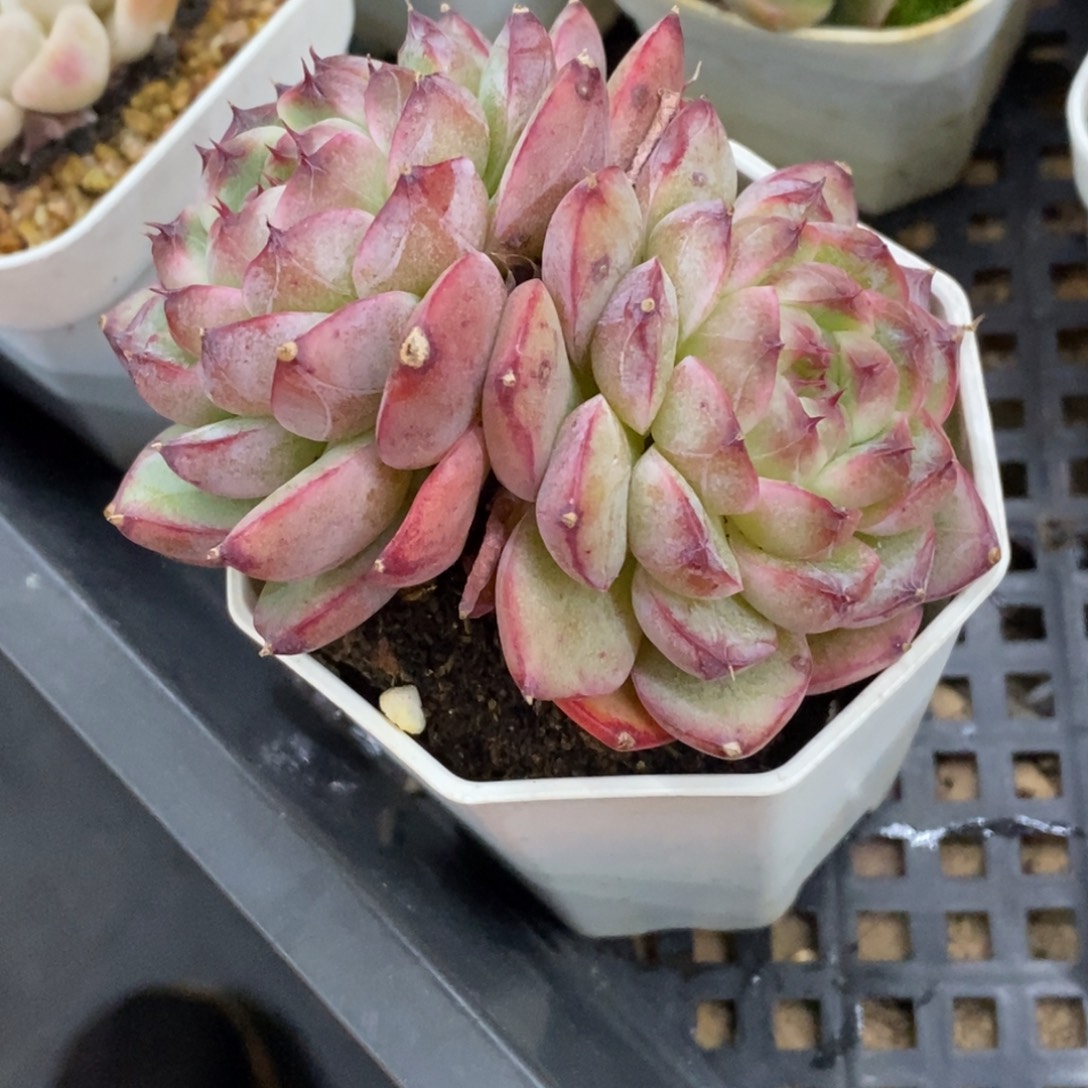 精品多肉一物一拍不包整192