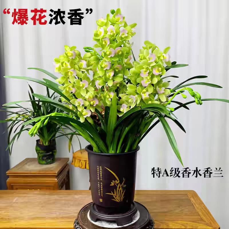 【香水香兰】带3-4支花苞浓香蕙兰室内室外客厅好养易活兰花花卉