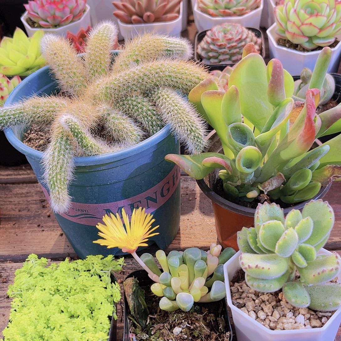 如图5盆11111111111111111111