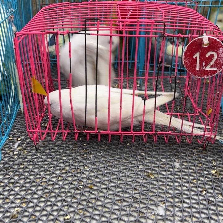 এ***এ虎皮鹦鹉大头鹦鹉