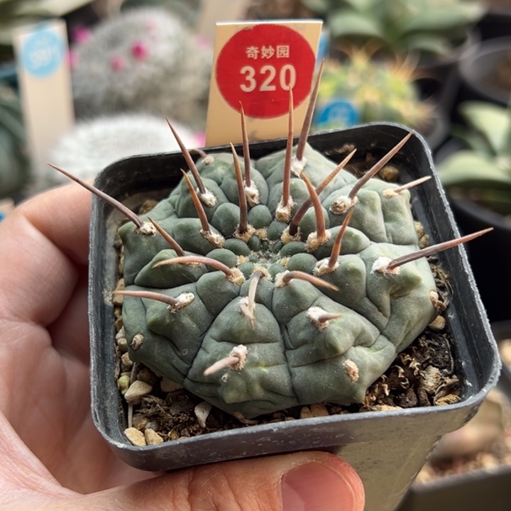 实生狂刺一本刺6cm