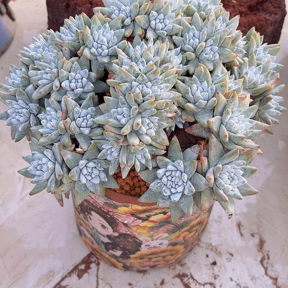 仙女雪奴11111111111111111