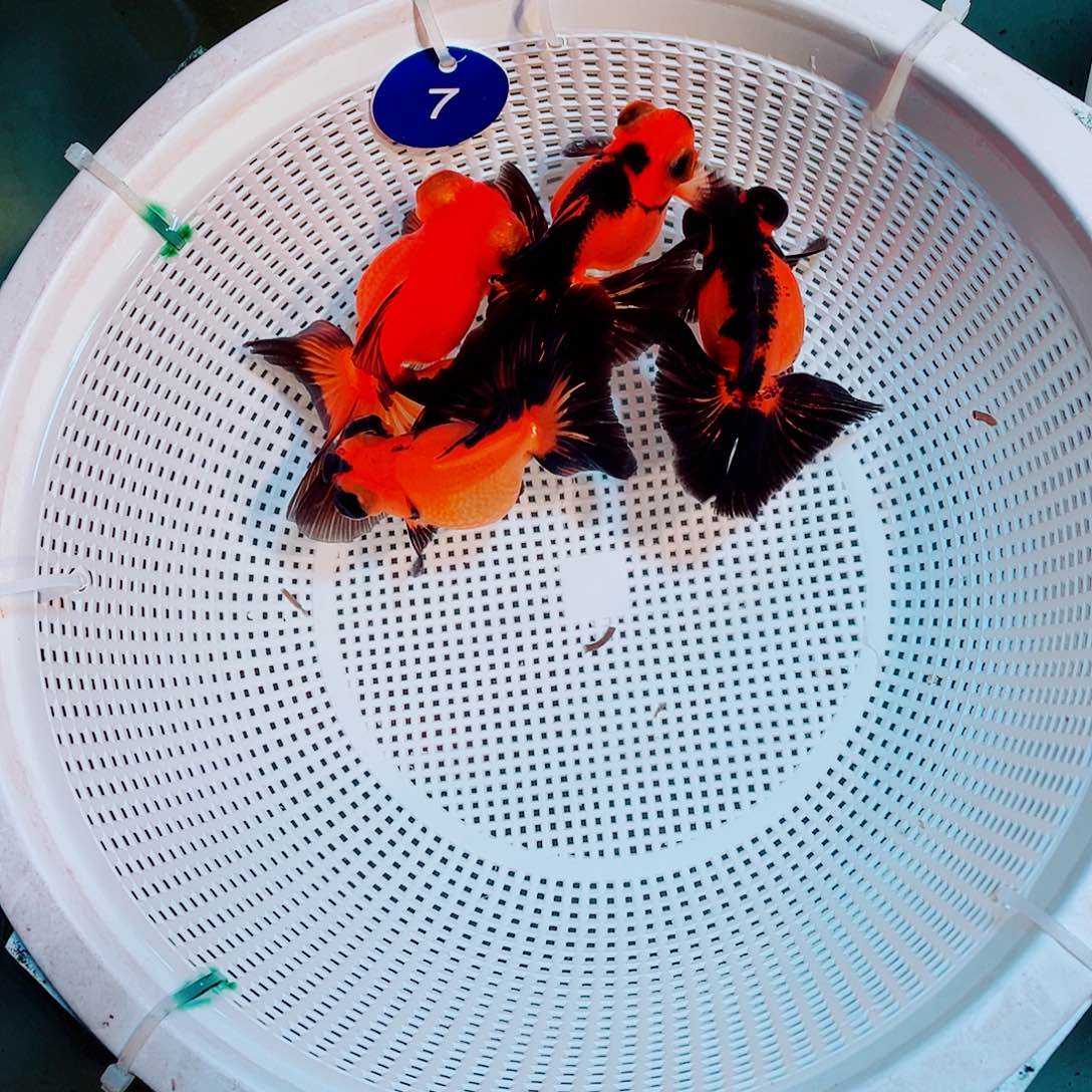 龙睛金鱼包金蝶尾4条两公两母