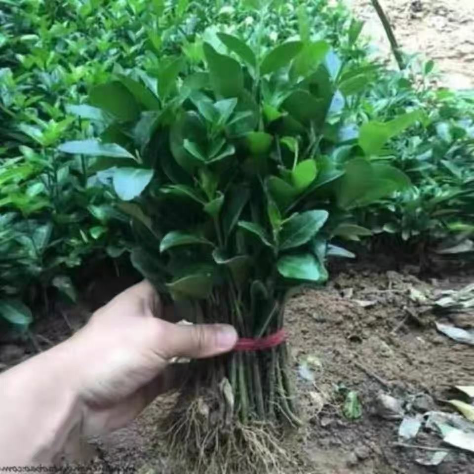 耐寒长青冬青苗卫矛树苗可用于庭院篱笆道路绿化