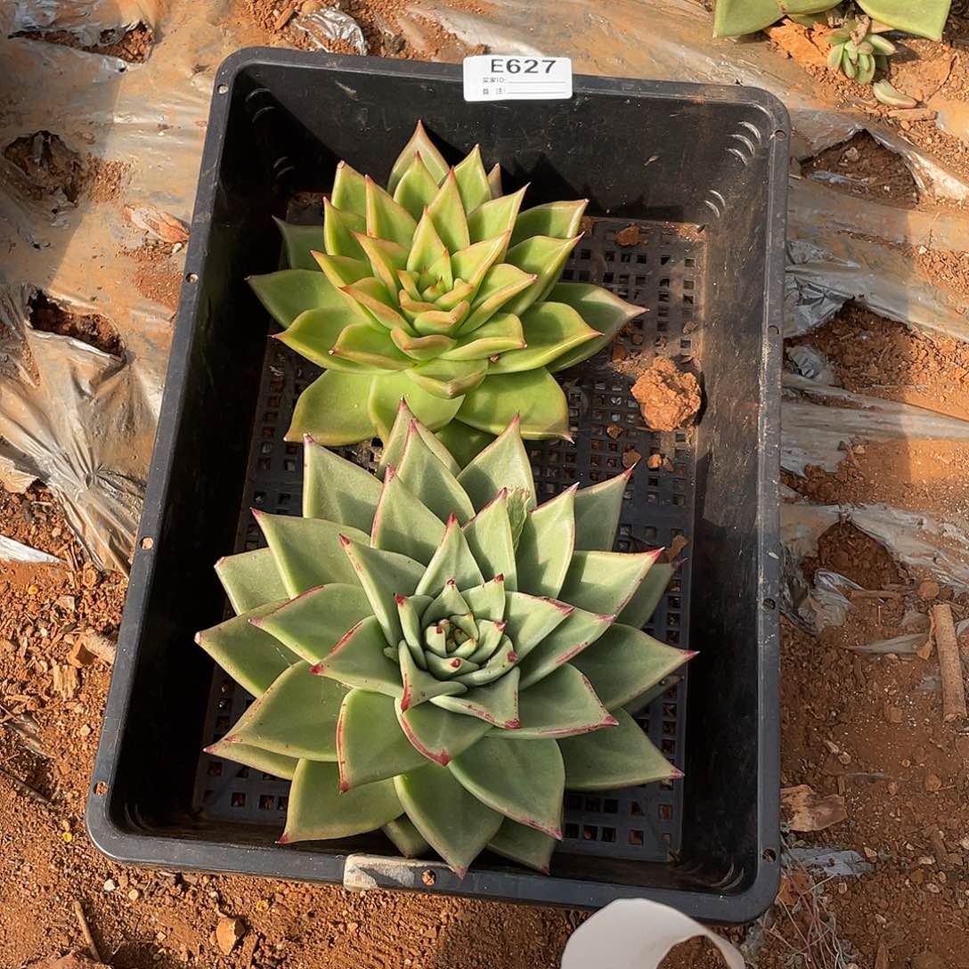 若如东云单拍E627