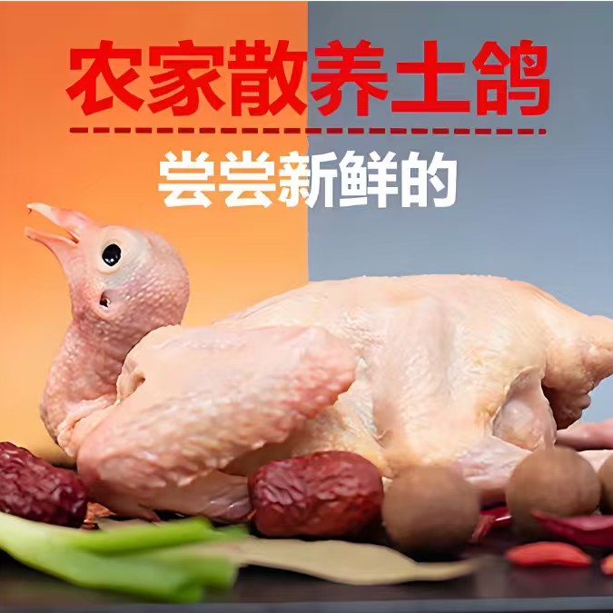 生鲜乳鸽鸽子肉可煲汤新鲜现杀