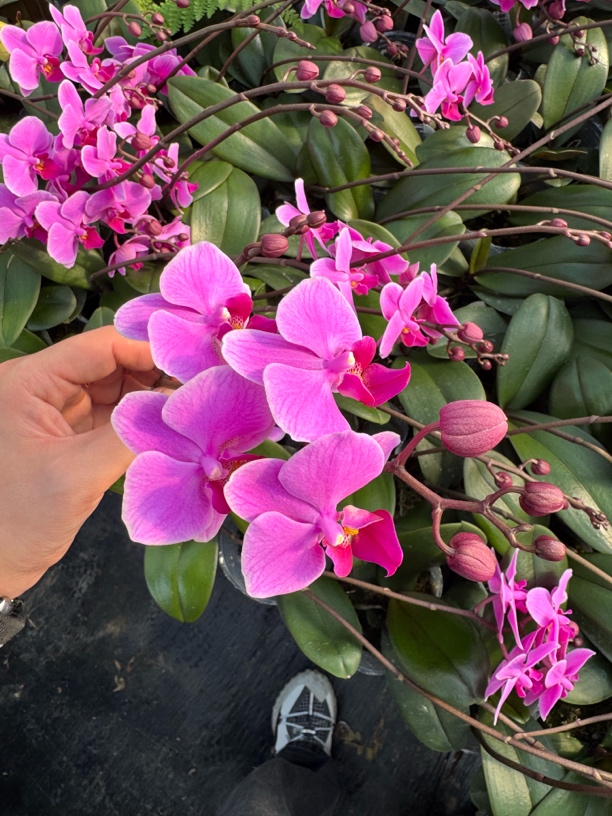 【婚宴】蝴蝶兰 3.0寸小苗不带剑