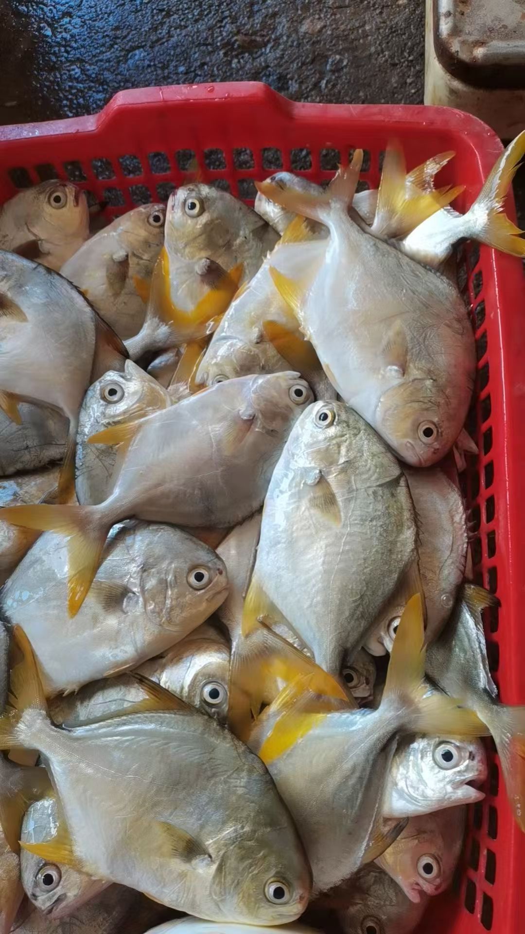 广西北海本港金昌鱼，顺丰速递