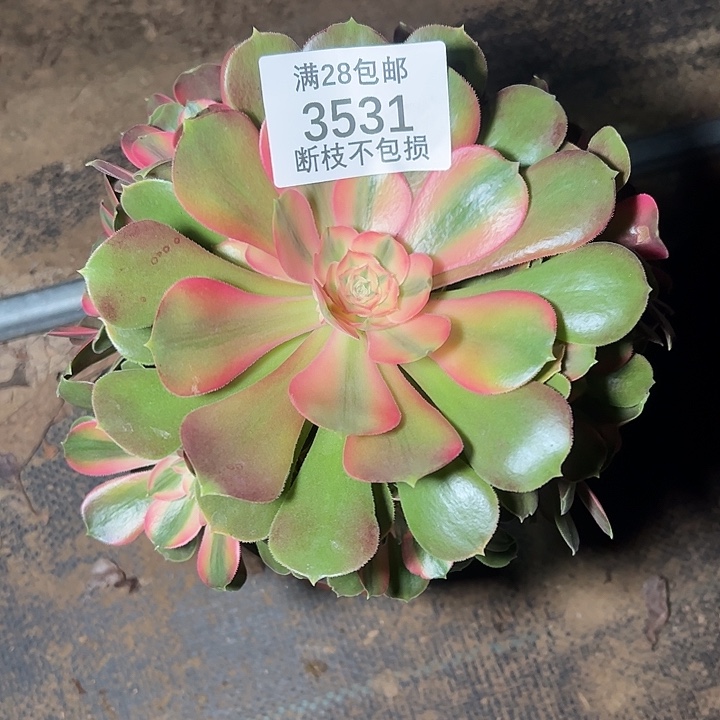 3531香妃多肉植物