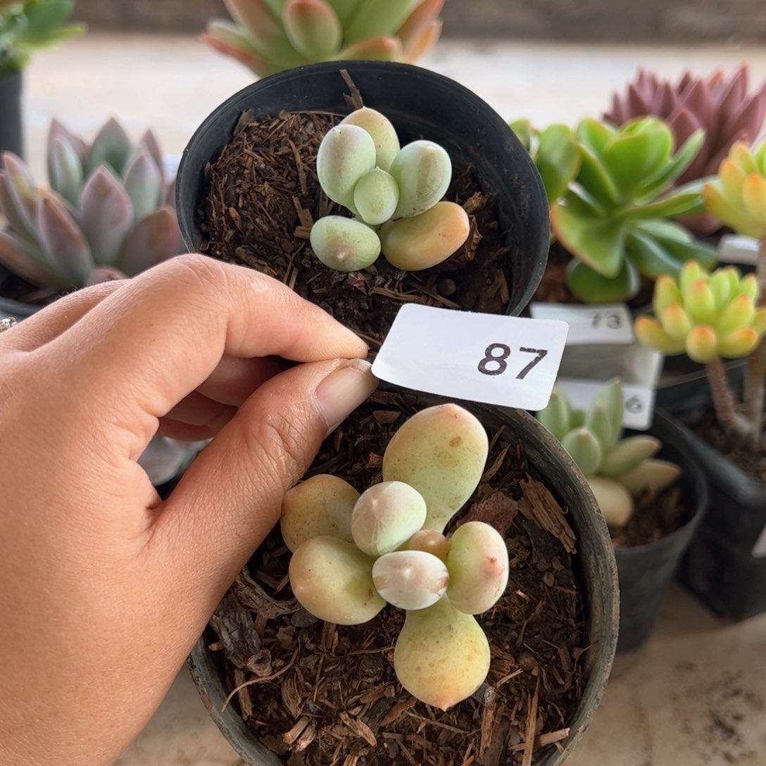 【闪购商品】87。 11111111