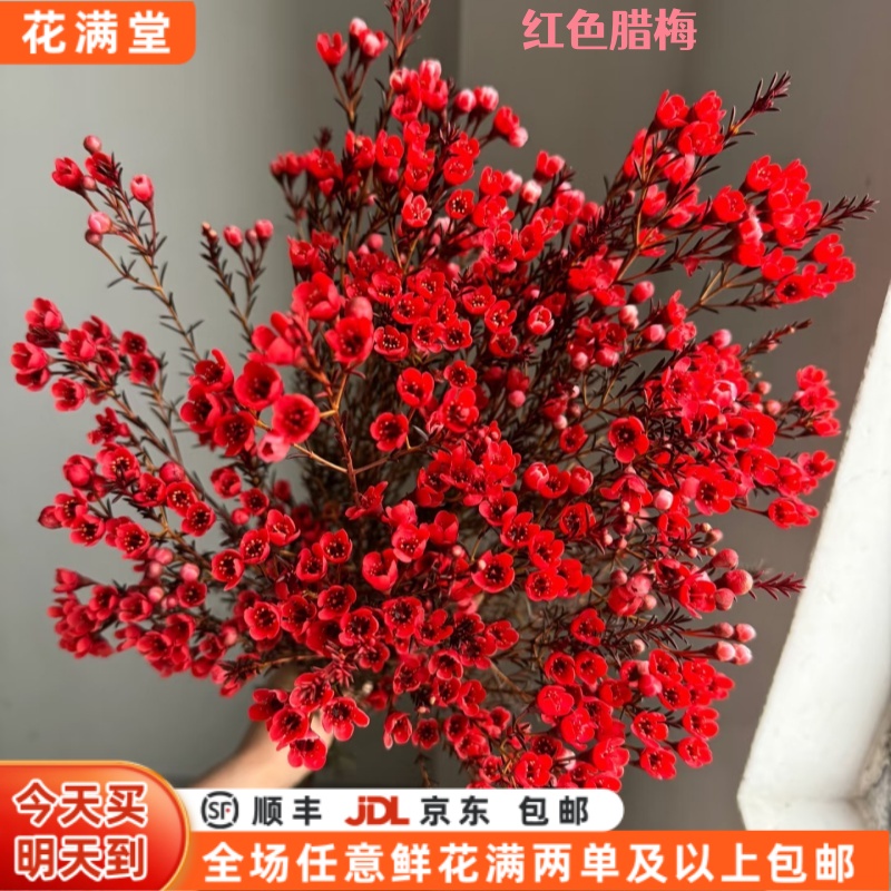 新品【次日达·红腊梅】腊梅一把·云南基地鲜切花·家居花全场两单顺丰包邮·直发·批发·生活鲜花DIY·腊梅次日达