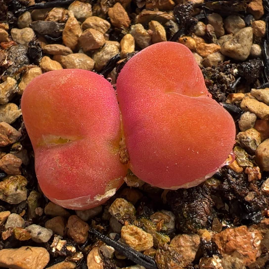 521多肉植物百科