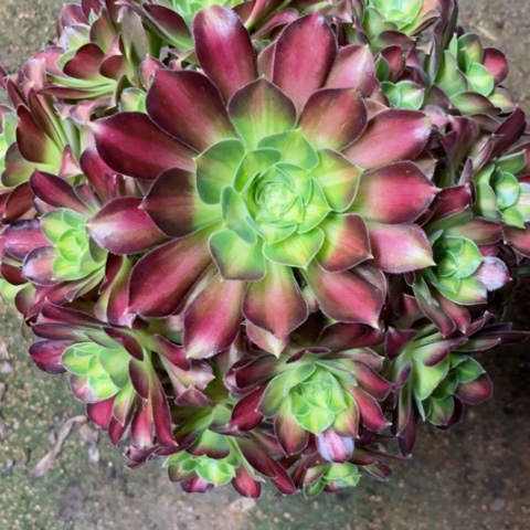 多肉植物韶华锦。