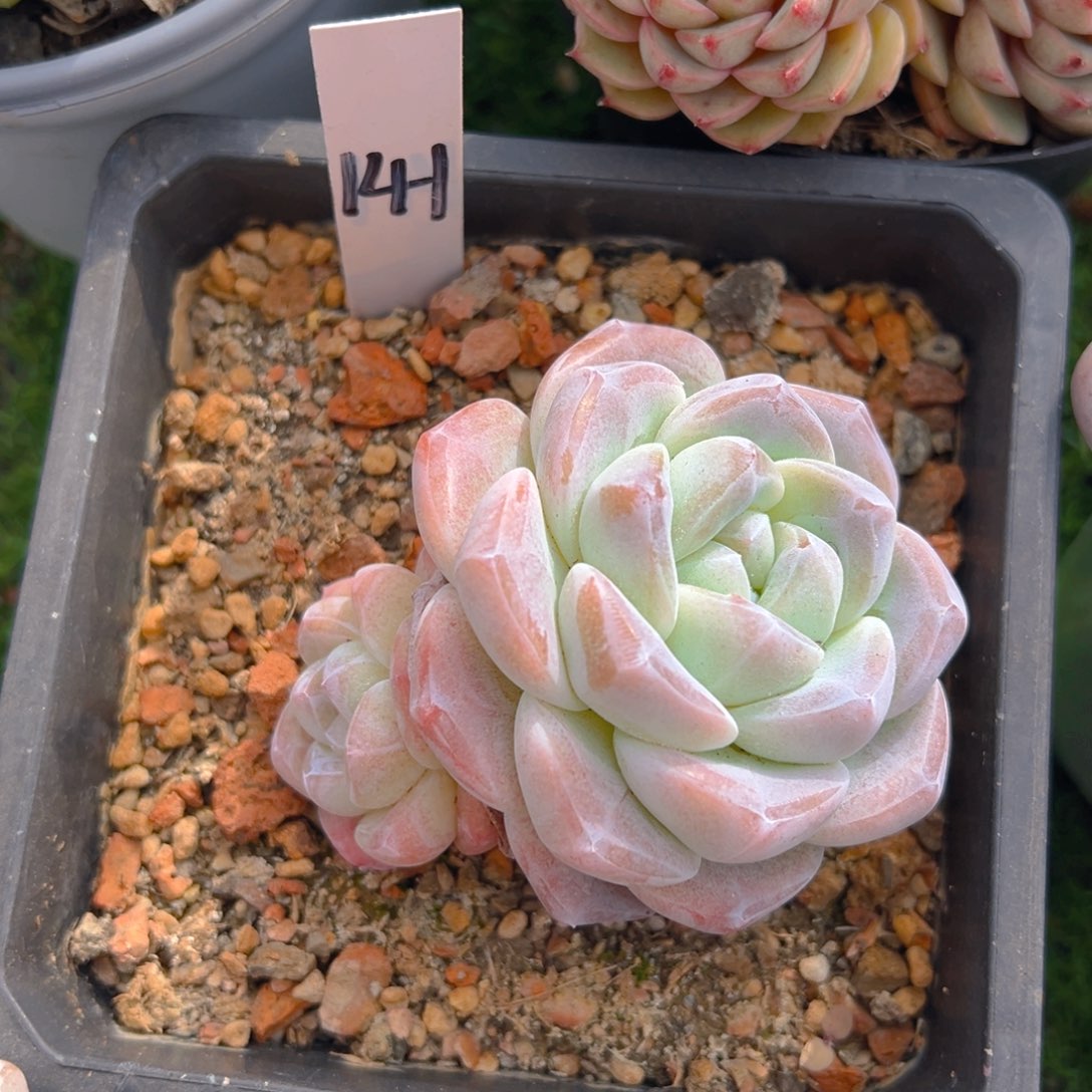 香玉的故事是一个人的故事吗