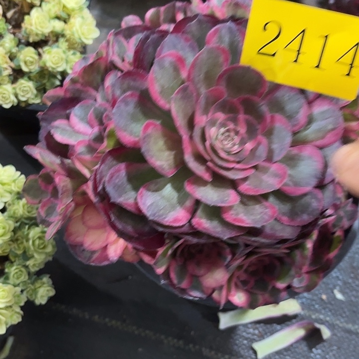 多肉植物福利2414