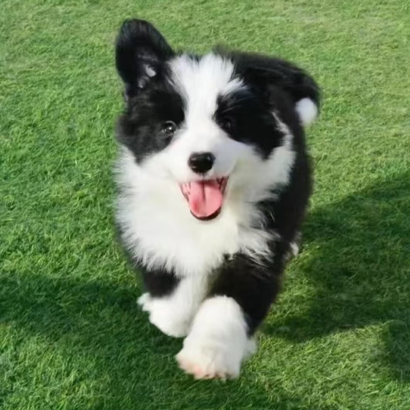 纯种边牧幼犬可爱活泼健康宠物活体狗狗狗狗宠物