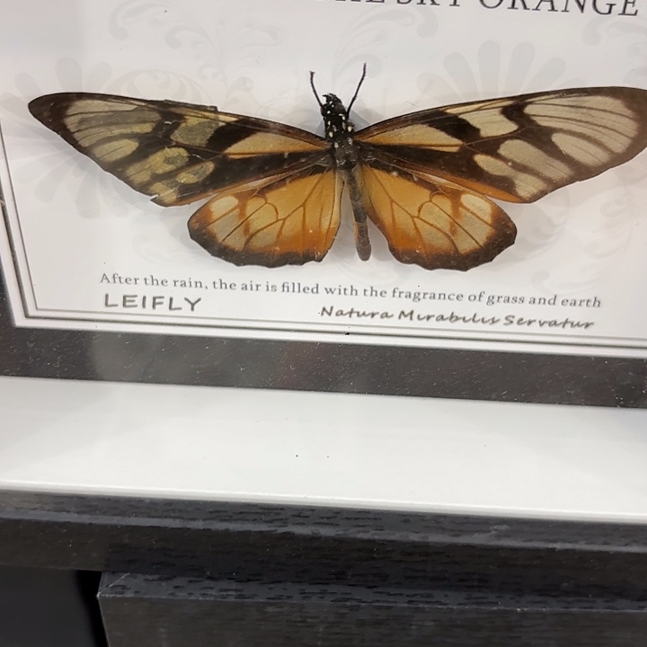 蝴蝶标本定制493@