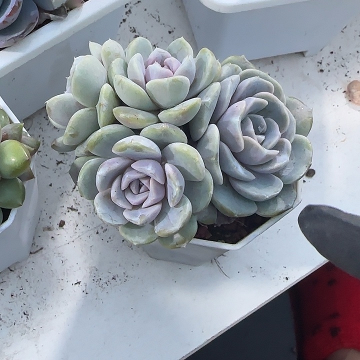 青蛙王子儿童牙膏11