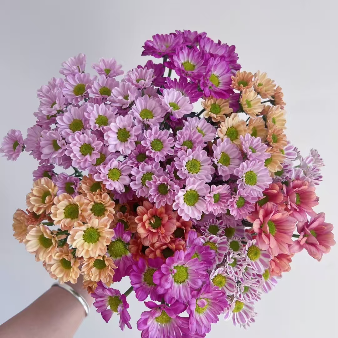 【混色小雏菊1扎】2单升级顺丰冷链/德邦空运