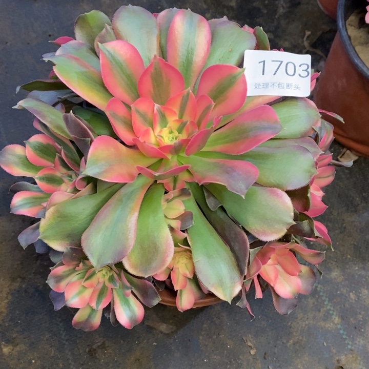 香妃多肉断头不包1703