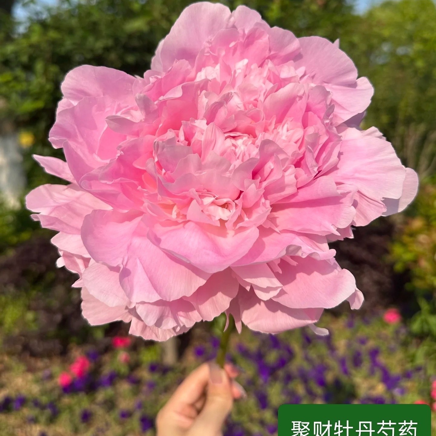 芍药【餐盘】现挖现发花如其名大如盘先发花肥 秋天发苗基地直发