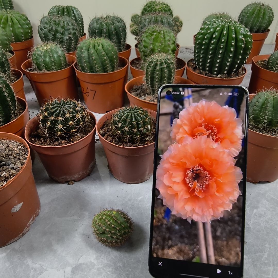 无根初见侧芽（3cm.）