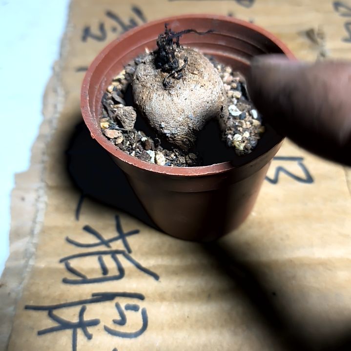 满6元包邮，山乌龟