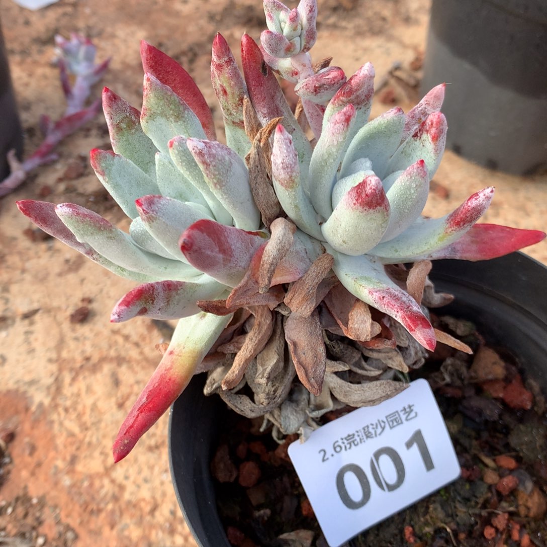 初霜，2月8日发货多肉