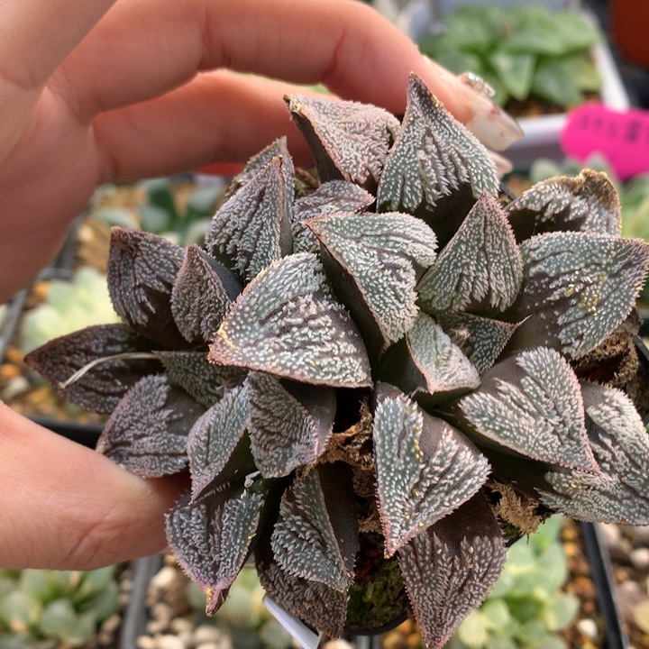 雪球带盆土发货的