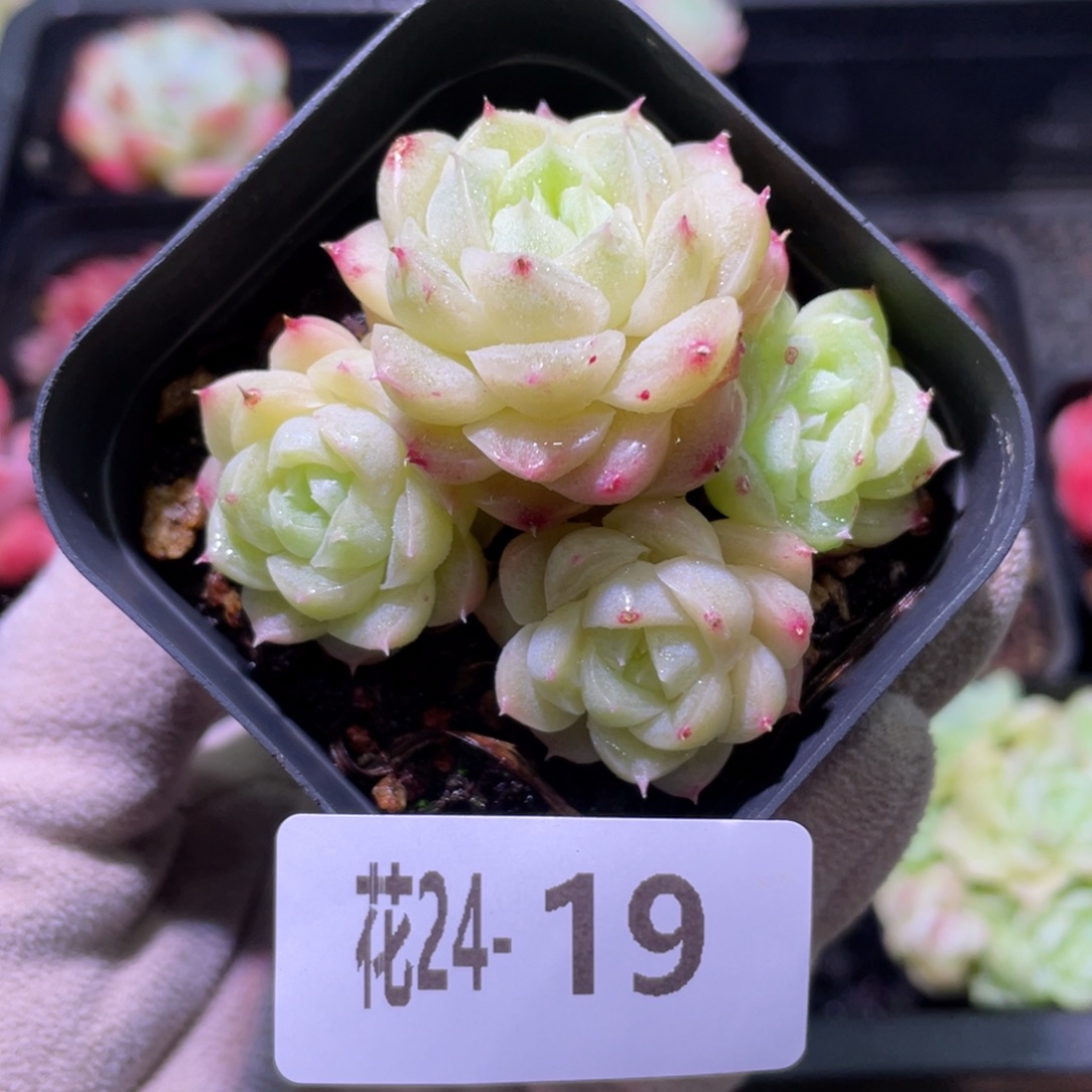 花利美24-19麦秆群