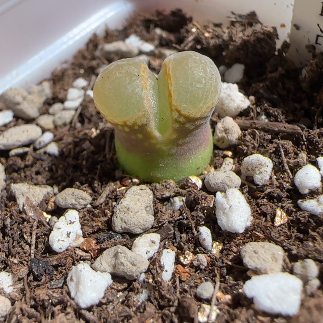 肉锥多肉植物组合-pa212、230