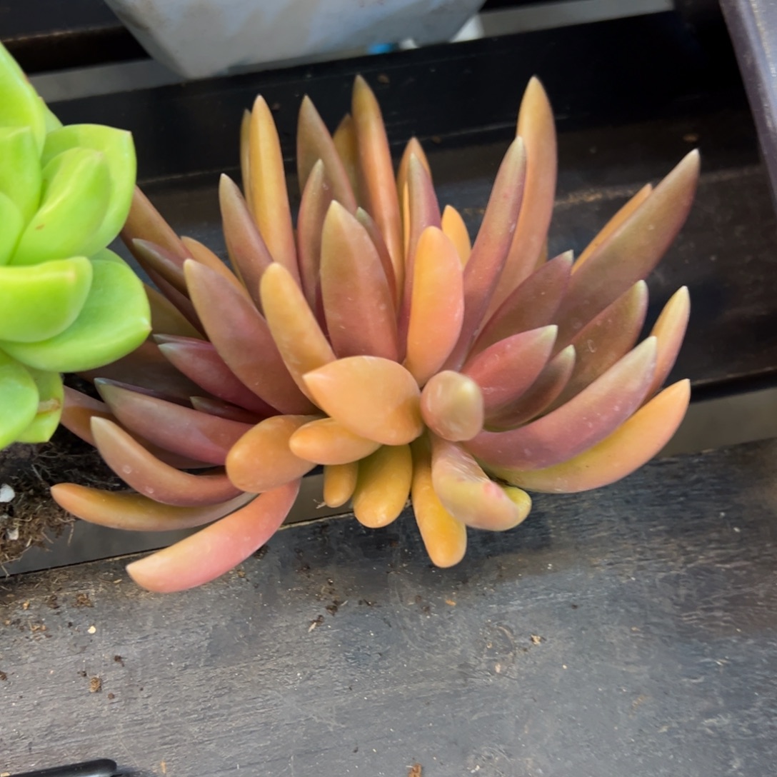 橙****八爪鱼一颗肉肉看看