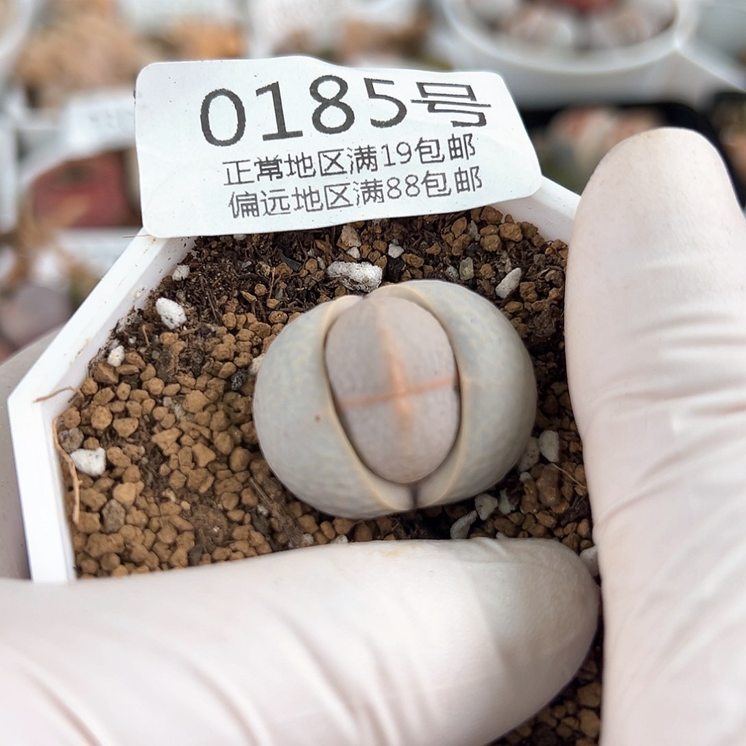 好养易活生石花大母本0185