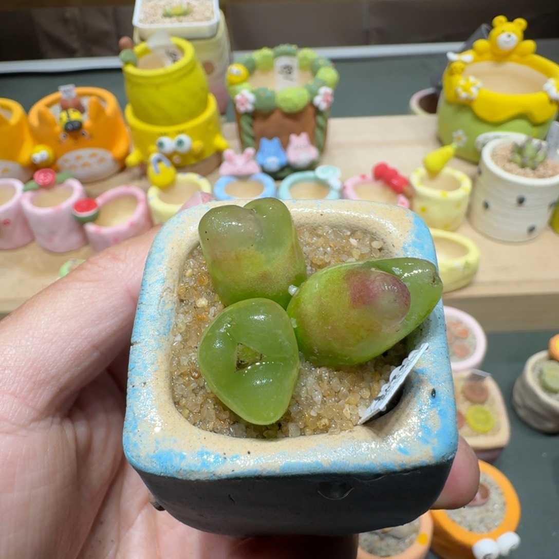 红陶蘑菇415毛汉尼