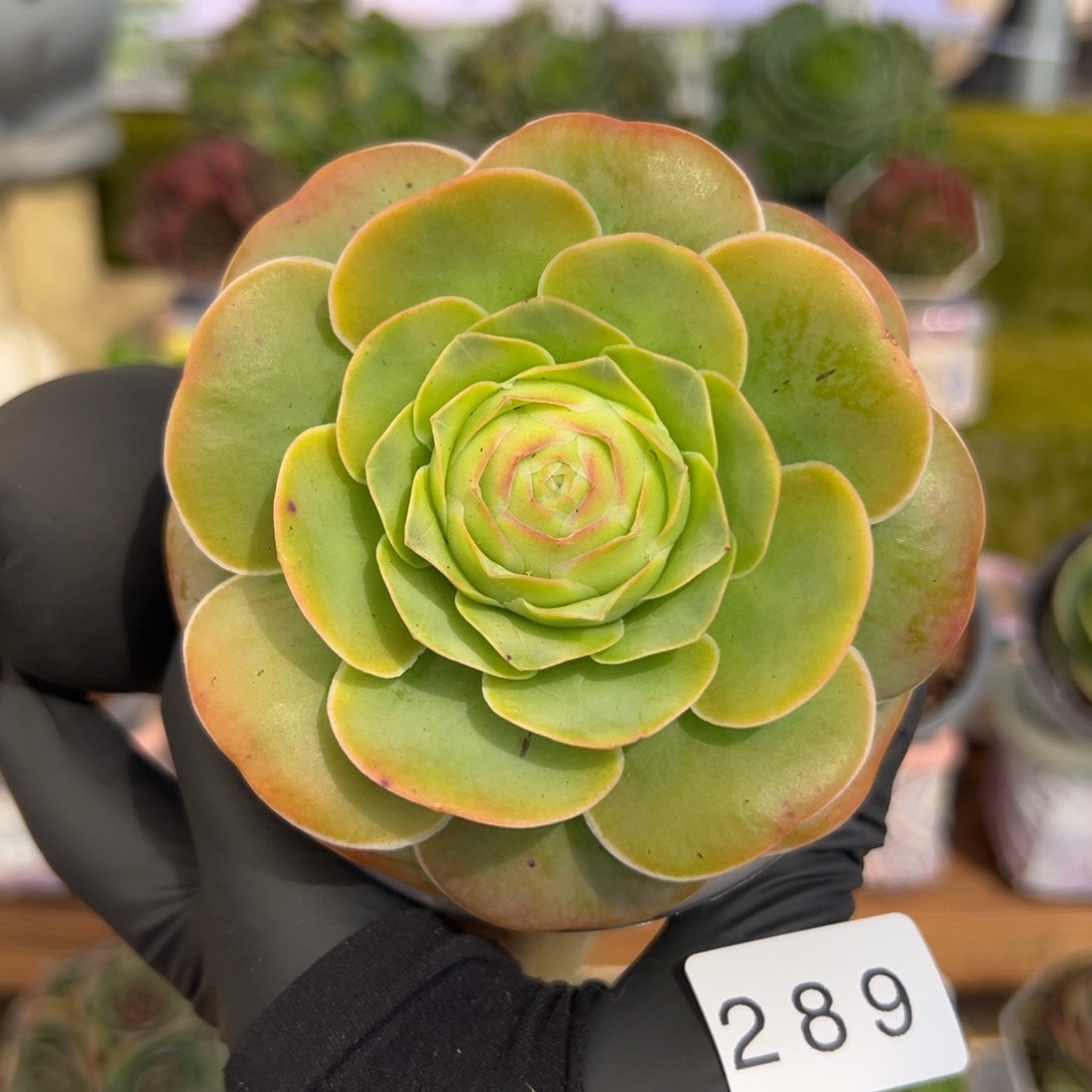 289禧桃优选8厘米