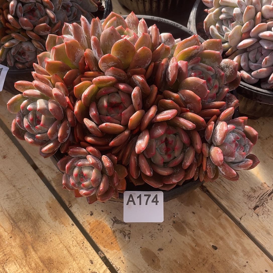 养***花174多肉植物多肉植物