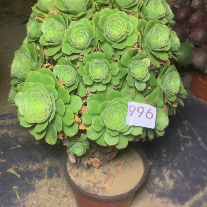 996绿羊绒绒多肉植物