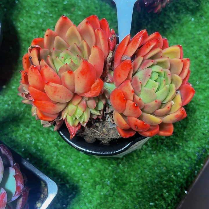 木***贝丽娟花卉黄体红暖