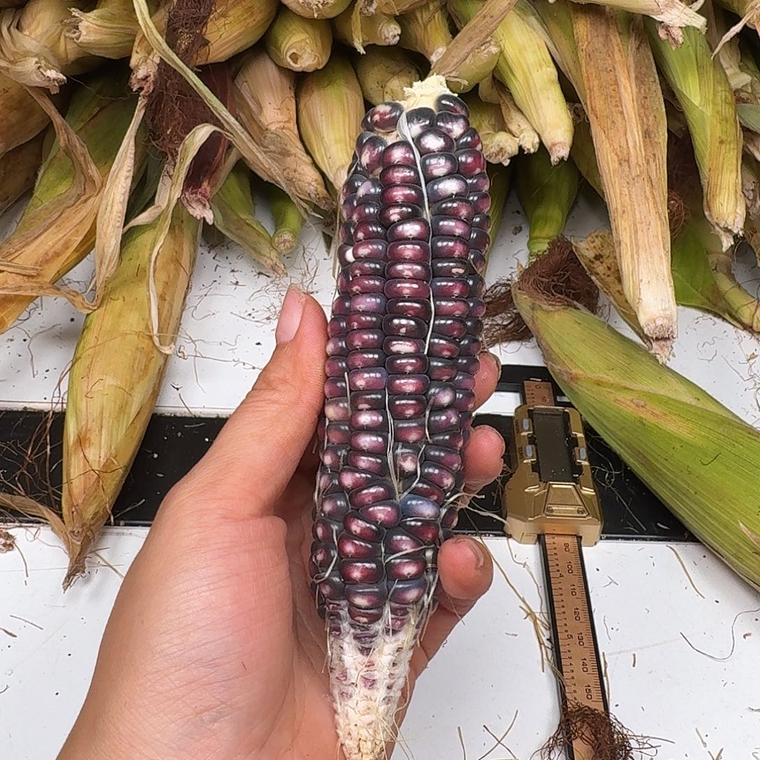 三***半柏香籽/百香籽吊坠