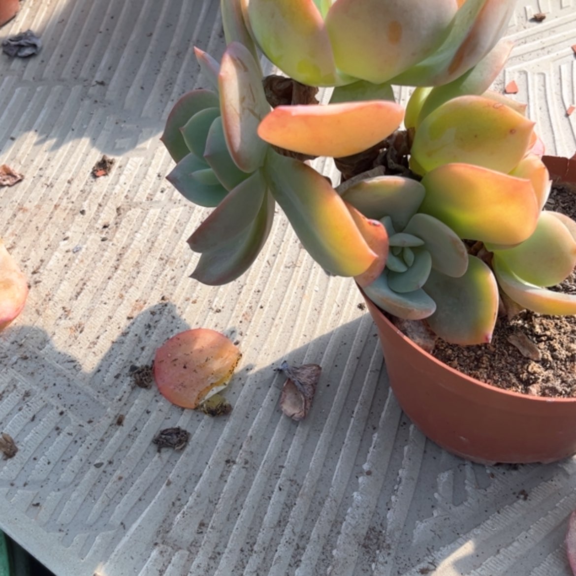 【闪购商品】无花朵一**情