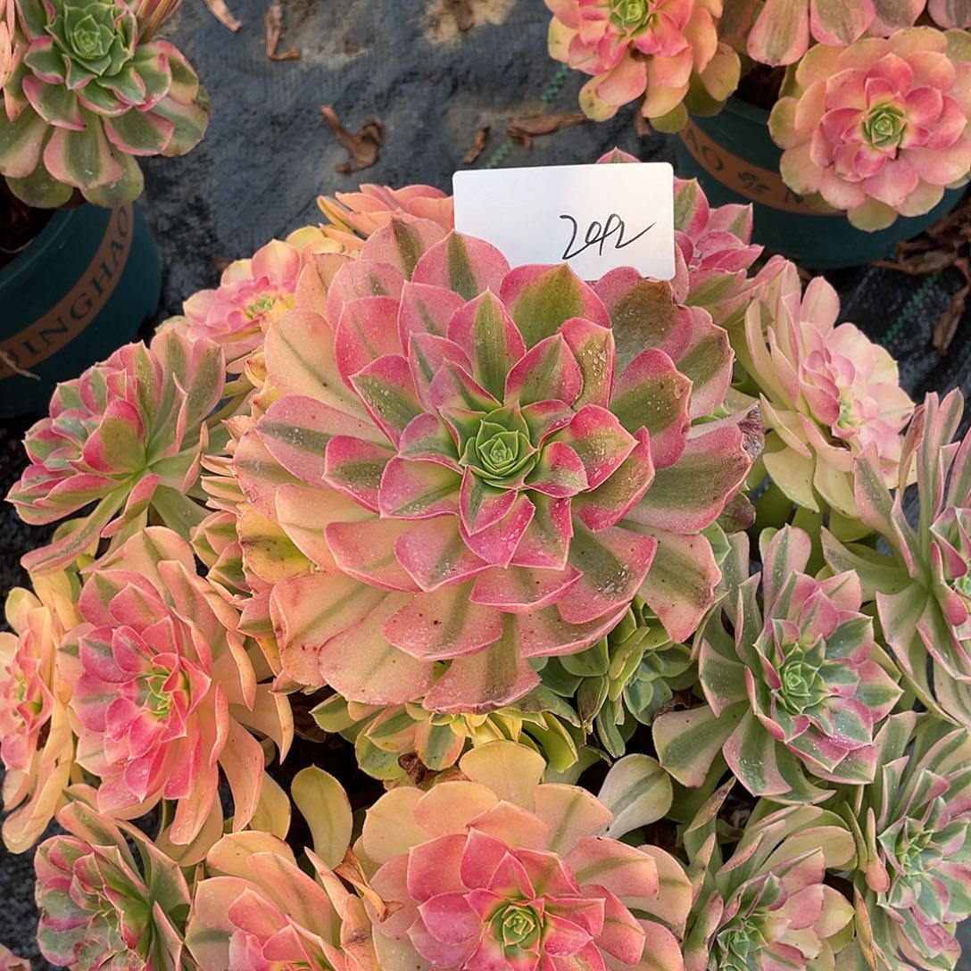 242111111111111111111