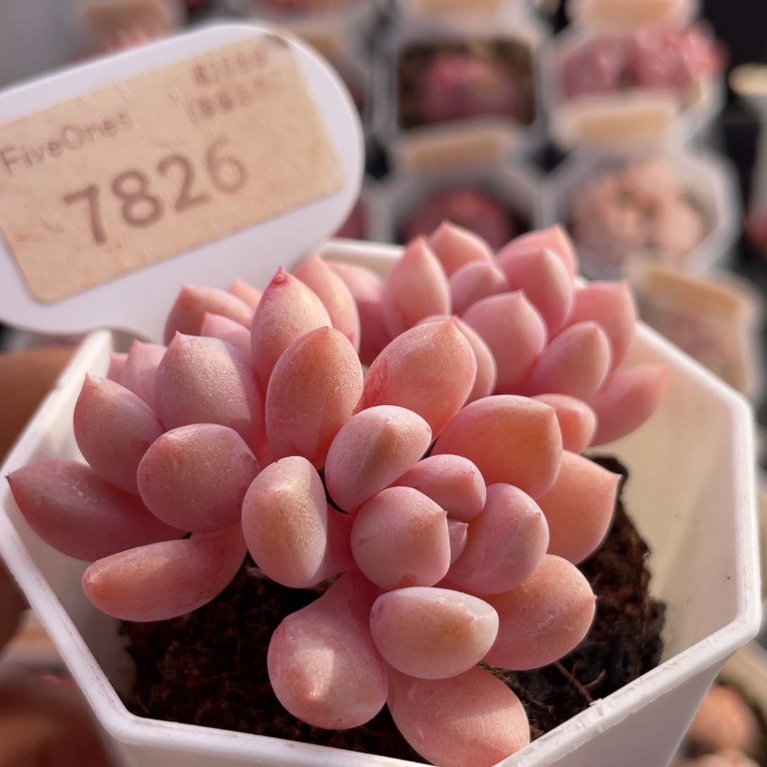 白鹭7826-6.0厘米