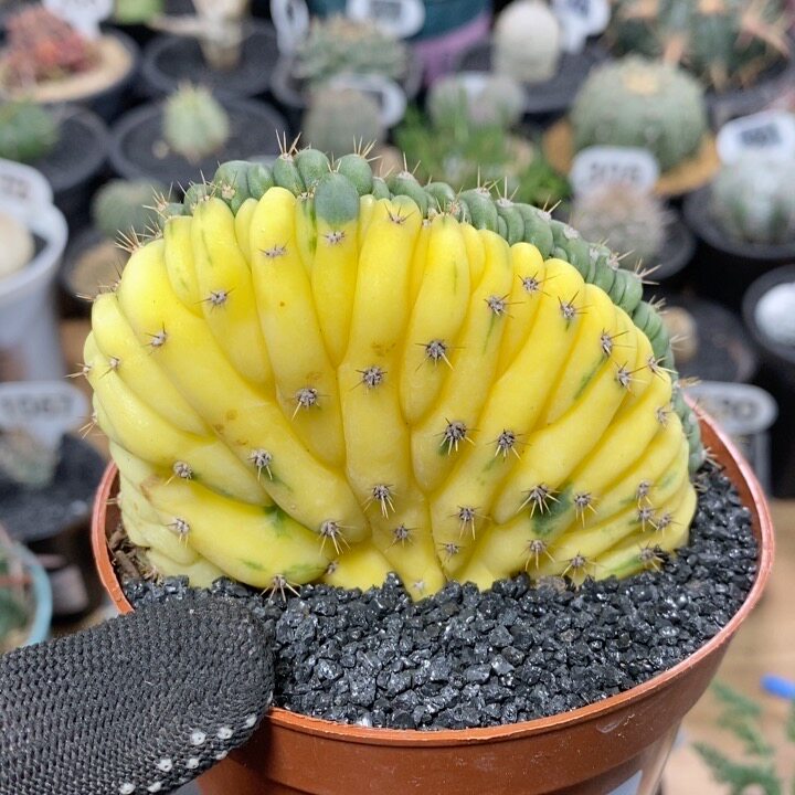 210号多闻柱缀化锦8.5cm