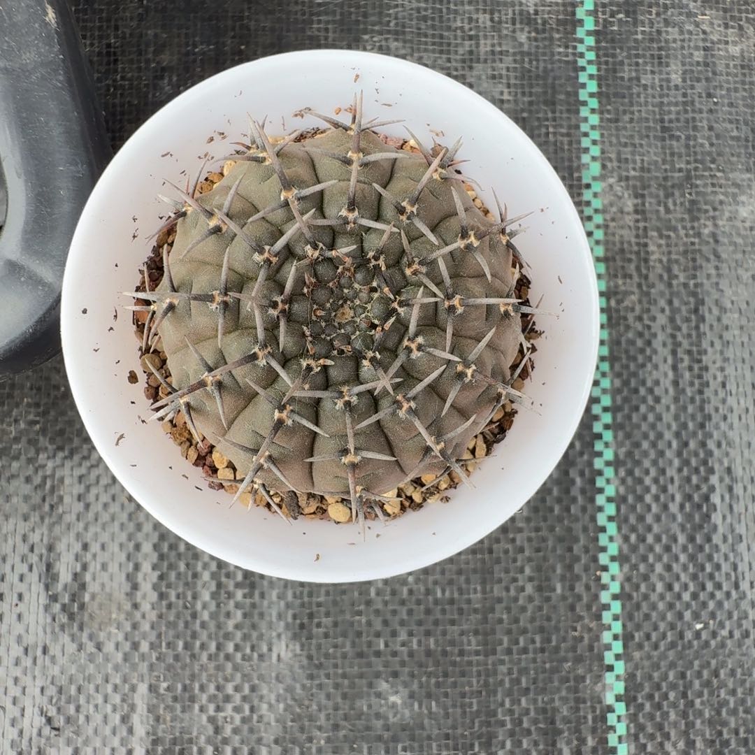 原*608实生黑刺凤头带盆发货