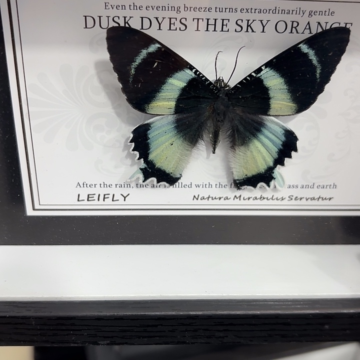 武***山蝴蝶标本定制042@