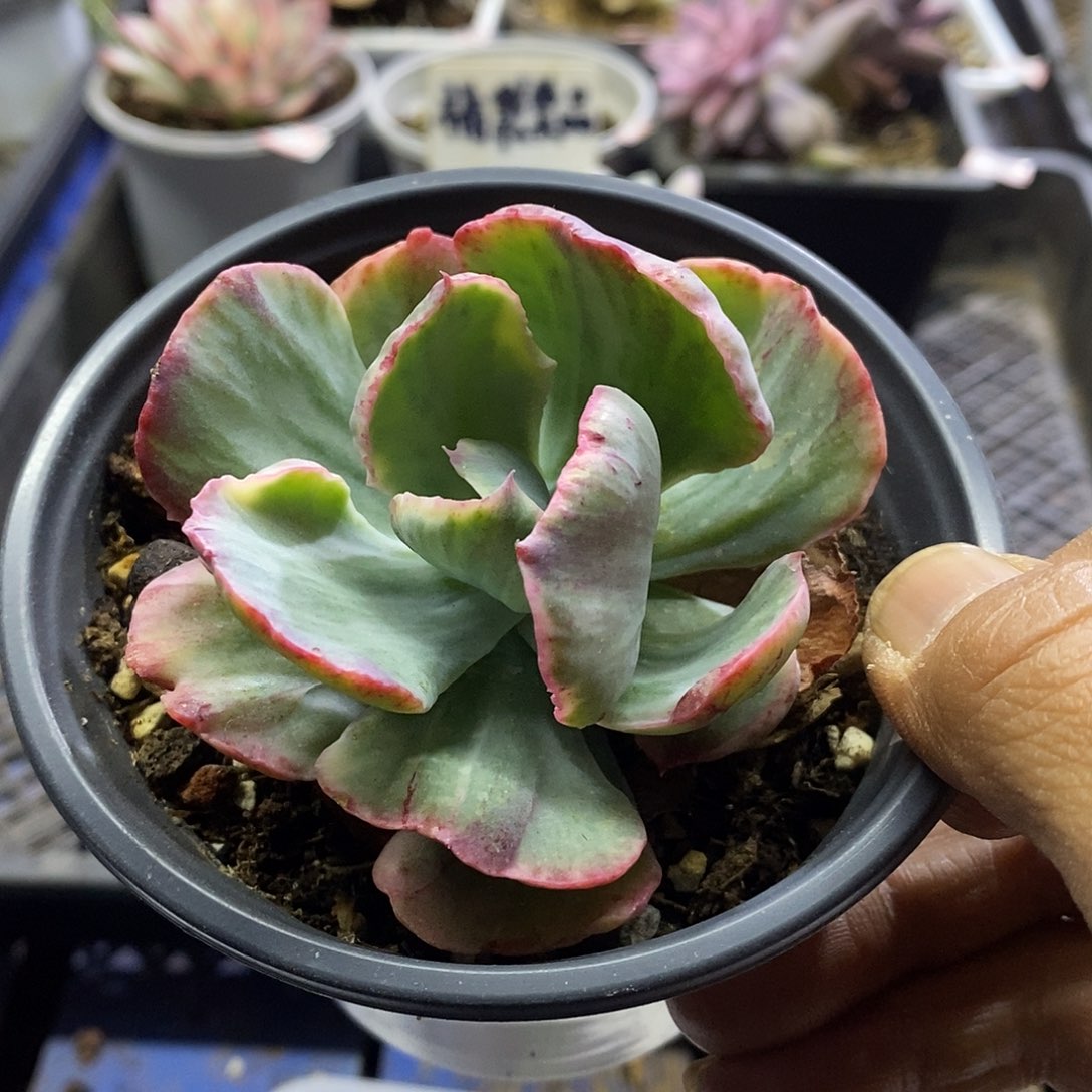 12192 舞会红裙锦多肉